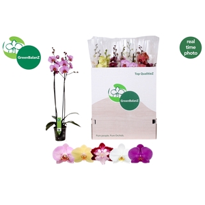 PHAL GEM 5 KL