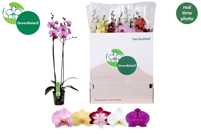 <h4>PHAL GEM 5 KL</h4>