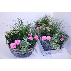 ARR TUINPLANTEN