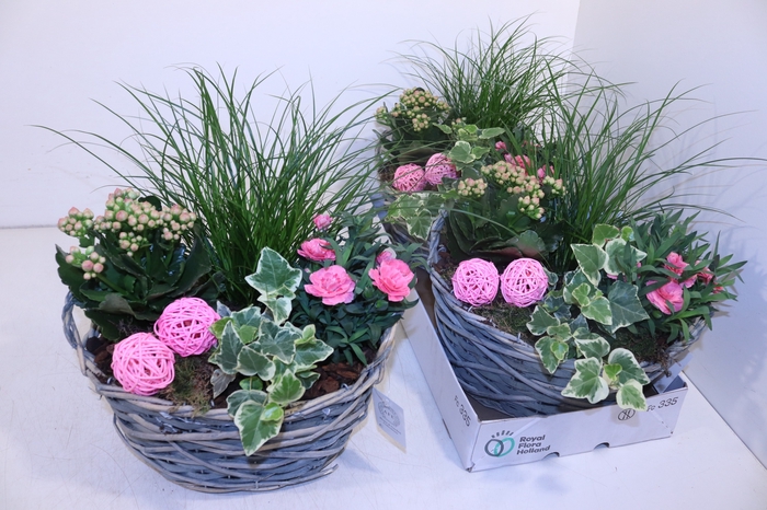 <h4>ARR TUINPLANTEN</h4>