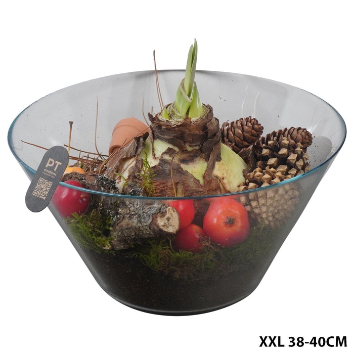 <h4>Arr.  Hippeastrum  L%</h4>