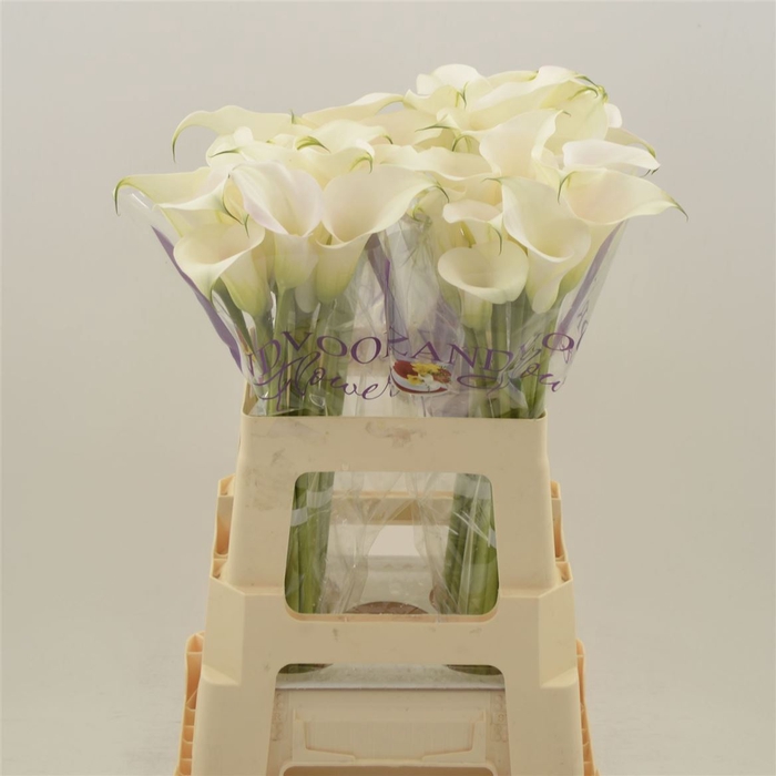 <h4>Calla Ventura</h4>