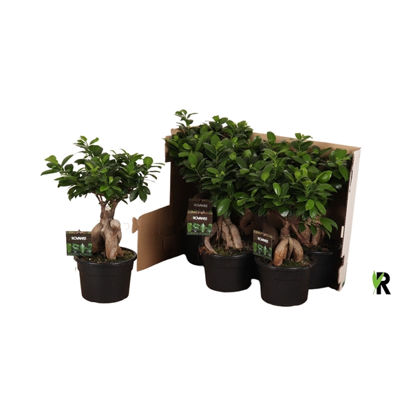 <h4>Ficus micr. Ginseng in fust 348</h4>