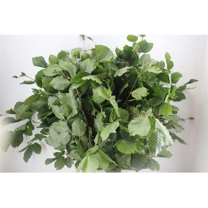 Beuk Naturel P Bunch