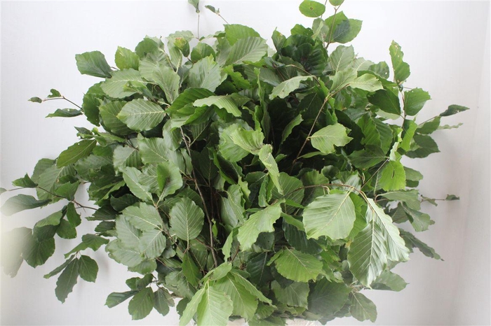 <h4>Beuk Naturel P Bunch</h4>