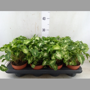 Syngonium  'Pixie'