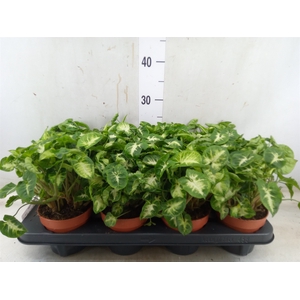 Syngonium  'Pixie'