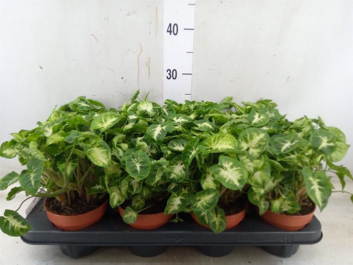 <h4>Syngonium  'Pixie'</h4>