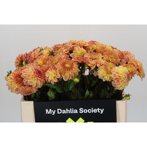 Dahlia Dalmuti Cavalier