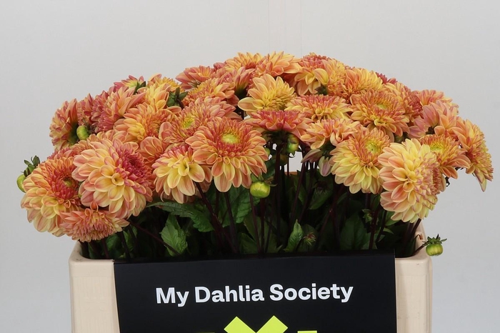 <h4>Dahlia Dalmuti Cavalier</h4>