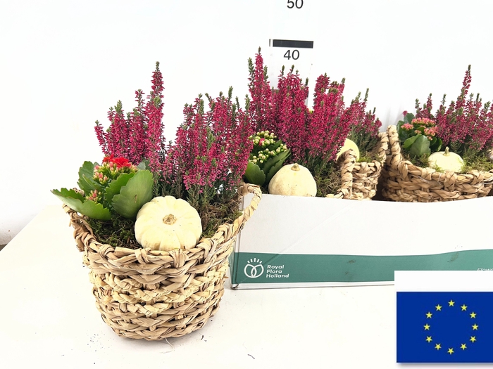 <h4>ARR TUINPLANTEN</h4>