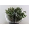 Euca Parvifolia Short 150gr P Bunch S A