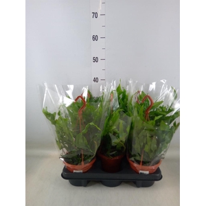 Microsorum diversifolium