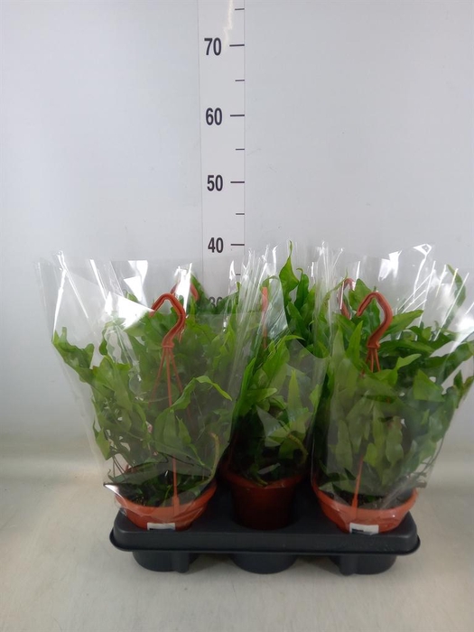 <h4>Microsorum diversifolium</h4>