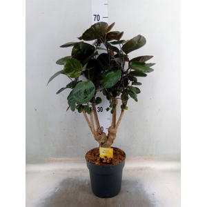 Polyscias scutellaria 'Fabian'