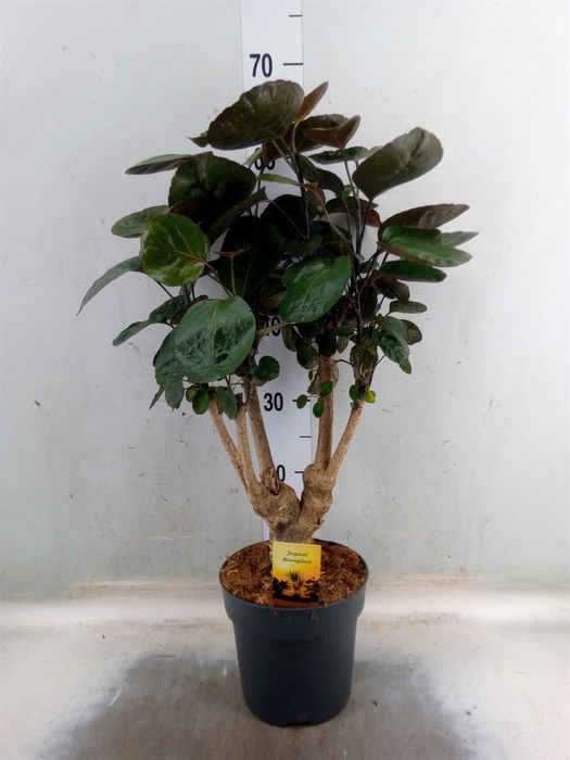 <h4>Polyscias scutellaria 'Fabian'</h4>