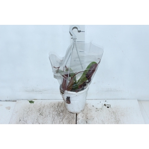 CARNIVORA NEPENTHES P13 VARIADO