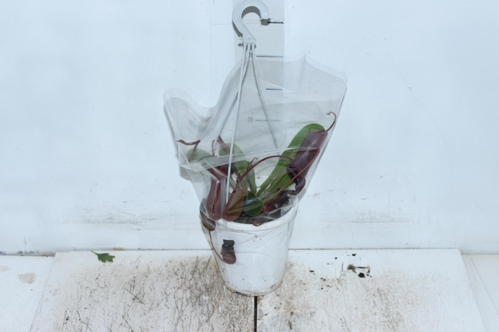 <h4>CARNIVORA NEPENTHES P13 VARIADO</h4>