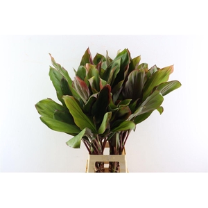 Cordyline Bolero Tricolor Xl