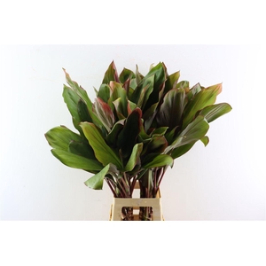 Cordyline Bolero Tricolor