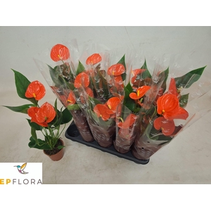 ANTHU AN PR OF ORANG