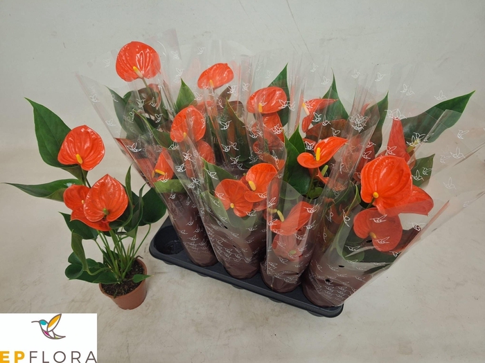 <h4>ANTHU AN PR OF ORANG</h4>