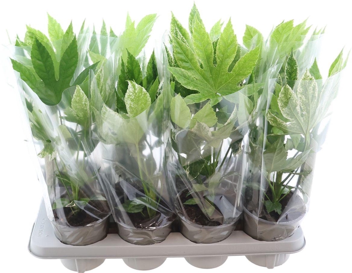 <h4>Fatsia Spider Web</h4>