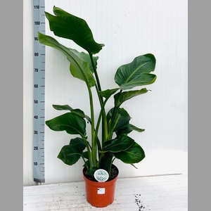STRELITZIA NICOLAI