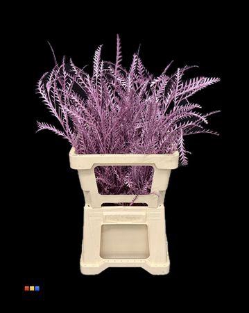 <h4>Grevillea Ivanhoe Metallic Cerise</h4>