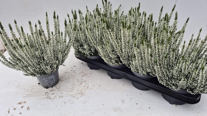 <h4>CALLU BL VERENKA</h4>