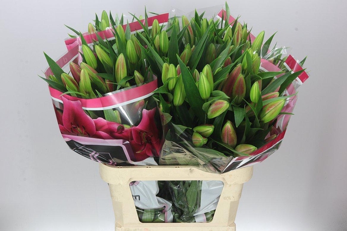 <h4>Lil Or Dalian</h4>