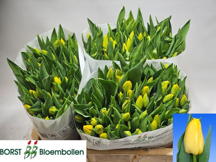 <h4>TU EN LIONS GLORY</h4>