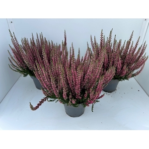 Calluna Beauty Ladies Sela
