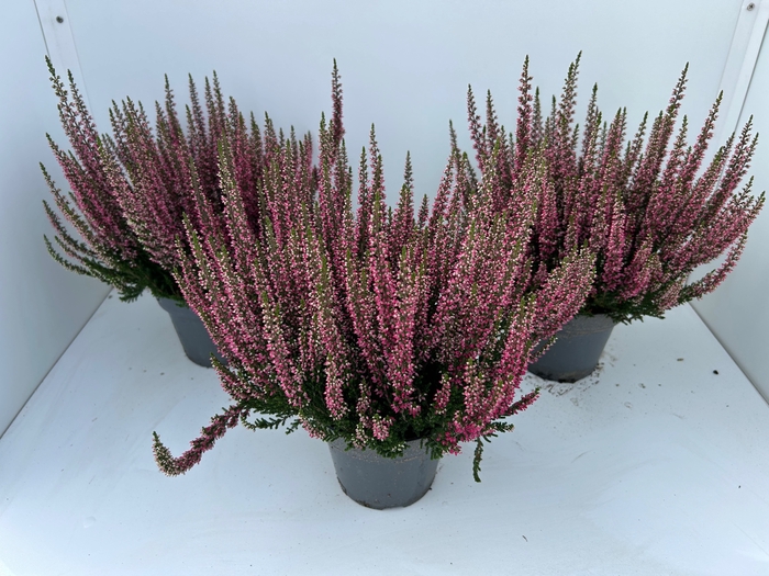 Calluna Beauty Ladies Sela