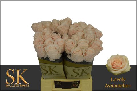 <h4>R Gr Lovely Avalanche+ SK</h4>