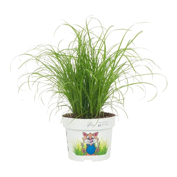 <h4>Cyperus Zumula Kattengras 12cm - Bedrukte Kweekpot</h4>