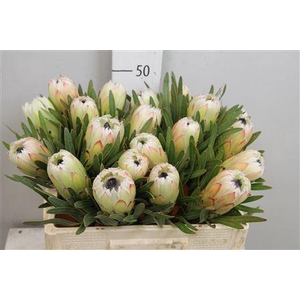 Protea White Night