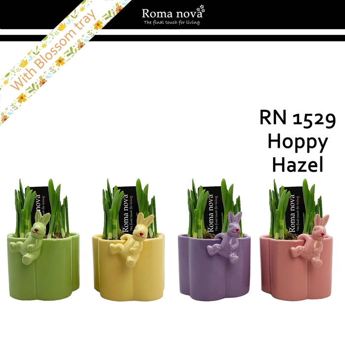 <h4>Arr. Narcissus</h4>