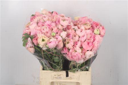 <h4>Ran El Pastel Pink</h4>