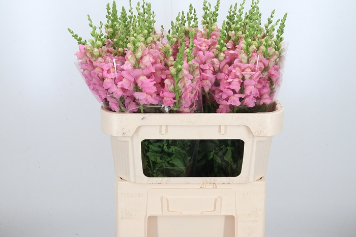 <h4>Antir Poto Cher Rose</h4>