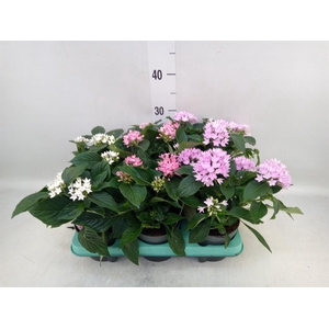 Pentas lanceolata 'Starclust' ..mix