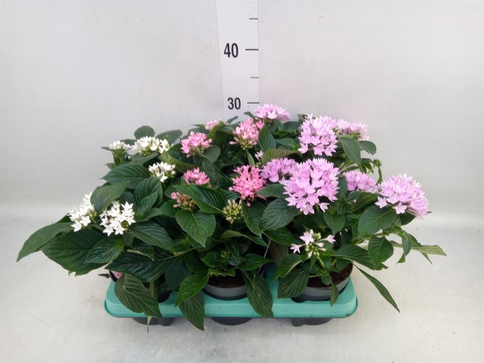 <h4>Pentas lanceolata 'Starclust' ..mix</h4>
