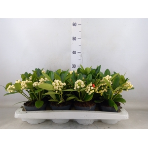 Skimmia jap. 'OBerries White'