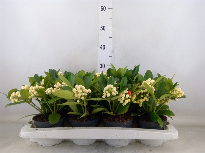 <h4>Skimmia jap. 'OBerries White'</h4>