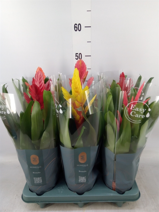 <h4>Vriesea   ...mix</h4>