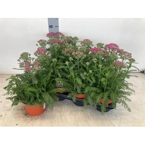 Achi Millefolium
