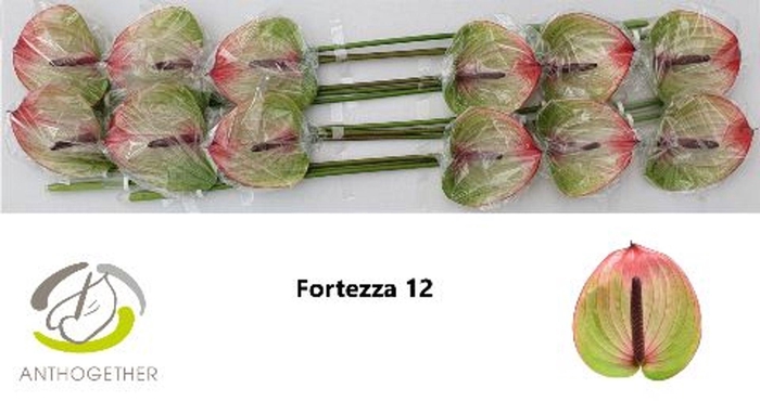 <h4>Anth. andr. 'Fortezza' x12</h4>