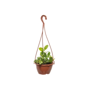 PEPEROMIA PUTEOLATA C13
