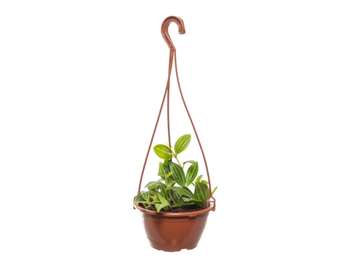 <h4>PEPEROMIA PUTEOLATA C13</h4>