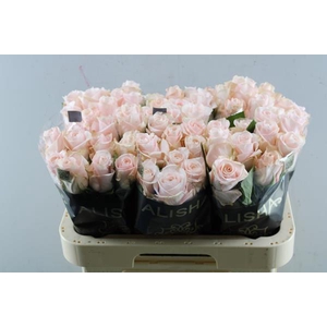 R Gr Pomarosa L60